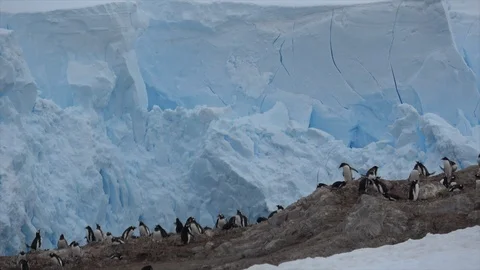 Gentoo Penguins on the nest Stock Footage 88104883