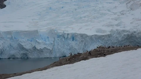 Gentoo Penguins on the nest Stock Footage 88109821