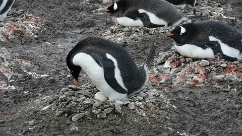 Gentoo Penguins on the nest Stock-Footage 88369511