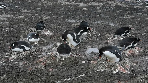 Gentoo Penguins on the nest Stock Footage 88370898