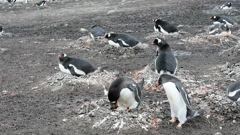 Gentoo Penguins on the nest Stock Footage 88372867