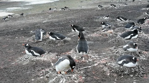Gentoo Penguins on the nest Stock Footage 88373744