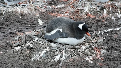 Gentoo Penguins on the nest Stock Footage 88374613