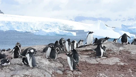 Gentoo Penguins on the nest Stock Footage 90268805