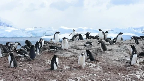 Gentoo Penguins on the nest Stock Footage 90268988
