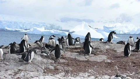 Gentoo Penguins on the nest Stock Footage 90269326