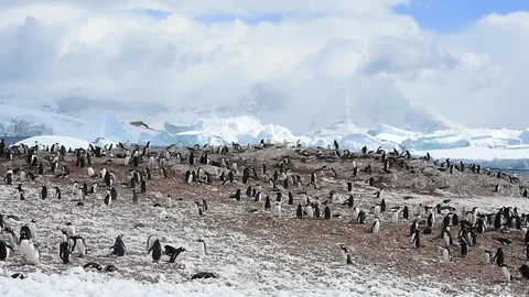 Gentoo Penguins on the nest Stock Footage 90359098