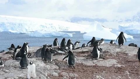 Gentoo Penguins on the nest Stock Footage 90359584