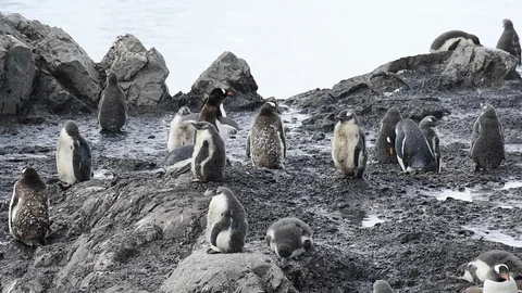 Gentoo Penguins on the nest Stock Footage 90362417