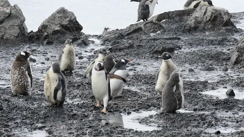 Gentoo Penguins on the nest Stock Footage 90363145