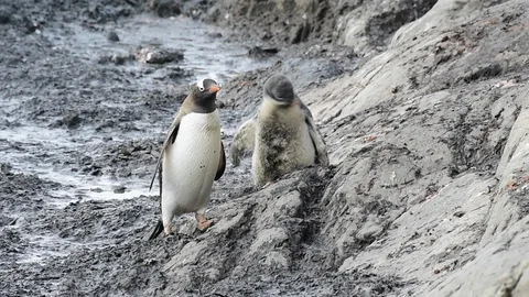 Gentoo Penguins on the nest Stock Footage 90363616