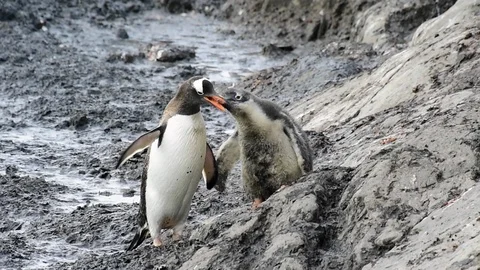 Gentoo Penguins on the nest Stock Footage 90363926