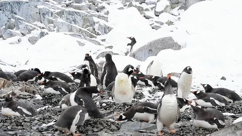 Gentoo Penguins on the nest Stock Footage 90527183