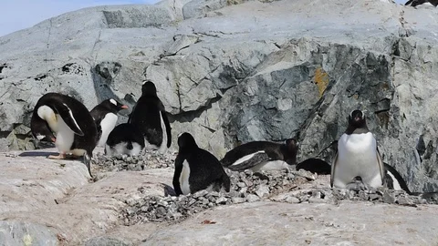 Gentoo Penguins on the nest Stock Footage 90641424