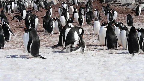 Gentoo Penguins on the nest Stock Footage 94836065
