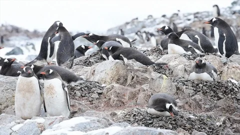 Gentoo Penguins on the nest Stock Footage 107701424