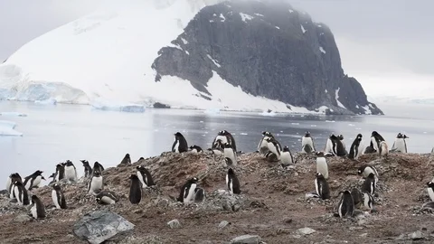 Gentoo Penguins on the nest Stock Footage 107737014