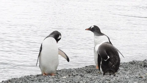 Gentoo Penguins on the nest Stock Footage 107737279