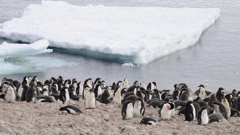Gentoo Penguins on the nest Stock Footage 107737566