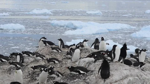 Gentoo Penguins on the nest Stock Footage 112879758