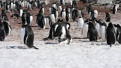 Gentoo Penguins on the nest Stock Footage 113050853