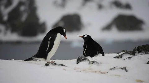 Gentoo Penguins on the nest Stock Footage 113050983