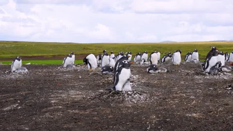 Gentoo Penguins Nesting and Raising Chicks in Falkland Islands. Stock Footage 318967627
