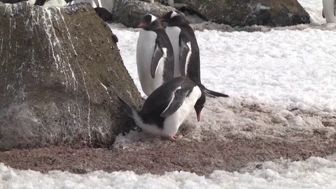 Gentoo Penguins on nests Stock Footage 83931372