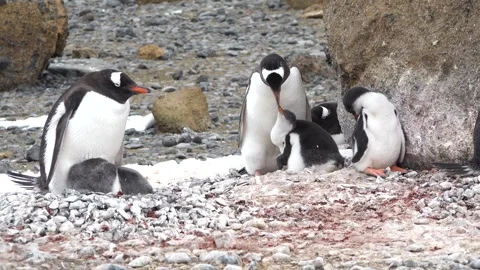 Gentoo penguins nurturing their chicks in a rocky habitat at a remote location d Stock Footage 308157818