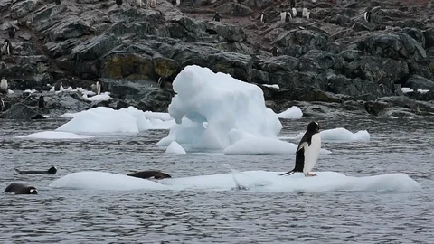Gentoo Penguins oo nte ice Stock Footage 89615980