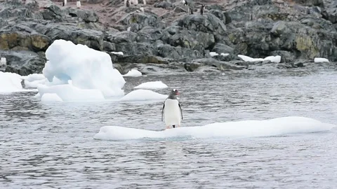 Gentoo Penguins oo nte ice Stock Footage 89622416