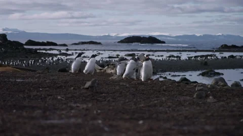 Gentoo penguins passing animal bones on Antarctic coast Stock Footage 343120159
