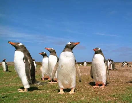Gentoo penguins Stock Photos