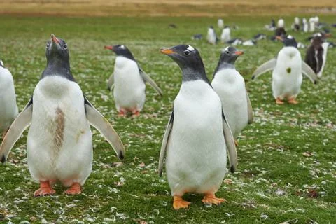 Gentoo Penguins Stock Photos
