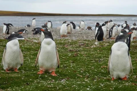 Gentoo Penguins Stock Photos