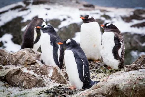 Gentoo penguins Stock Photos