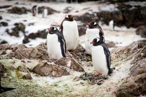 Gentoo penguins Stock Photos