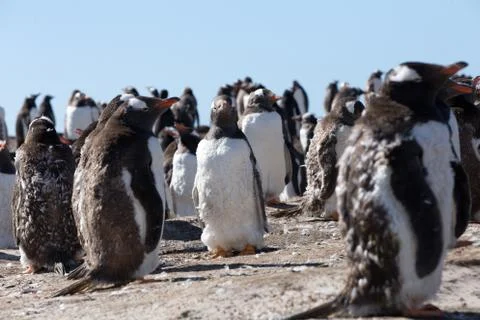 Gentoo Penguins Stock Photos