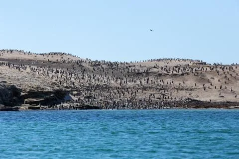 Gentoo Penguins Stock Photos