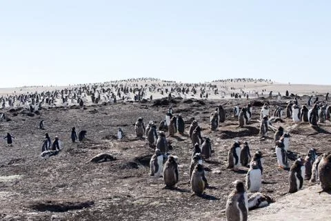 Gentoo Penguins Foto stock