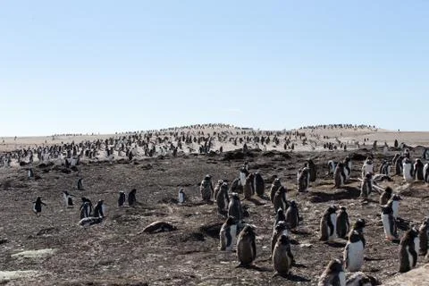 Gentoo Penguins Stock Photos