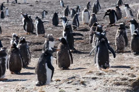 Gentoo Penguins Stock Photos