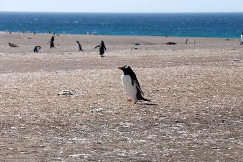 Gentoo Penguins Stock Photos