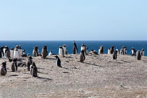 Gentoo Penguins Foto stock