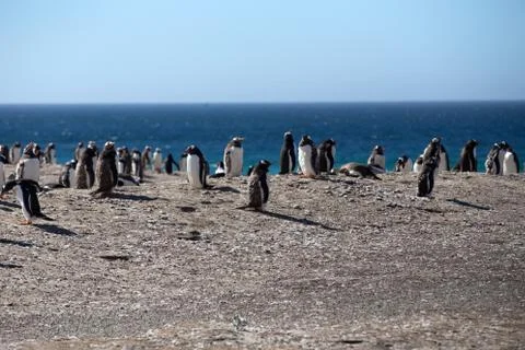 Gentoo Penguins 스톡 사진