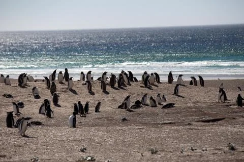 Gentoo Penguins Stock Photos