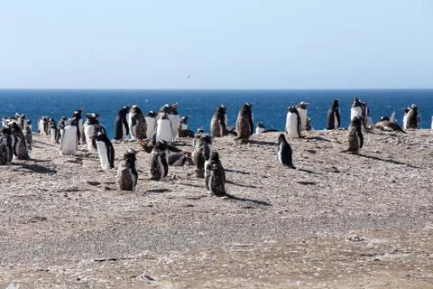 Gentoo Penguins Stock Photos