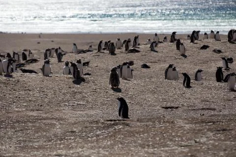 Gentoo Penguins Stock Photos