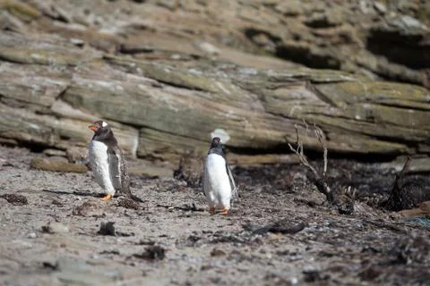 Gentoo Penguins Stock Photos