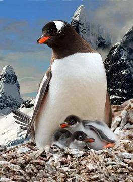 Gentoo Penguins Stock Photos